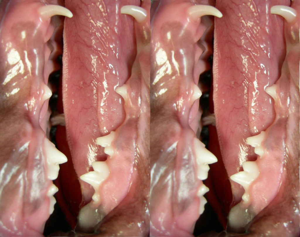 Jacques Raffin's stereoscopies