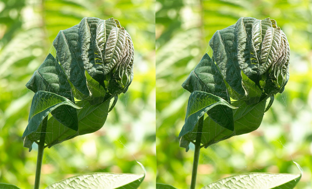 stereoscopies-FeuillesBois