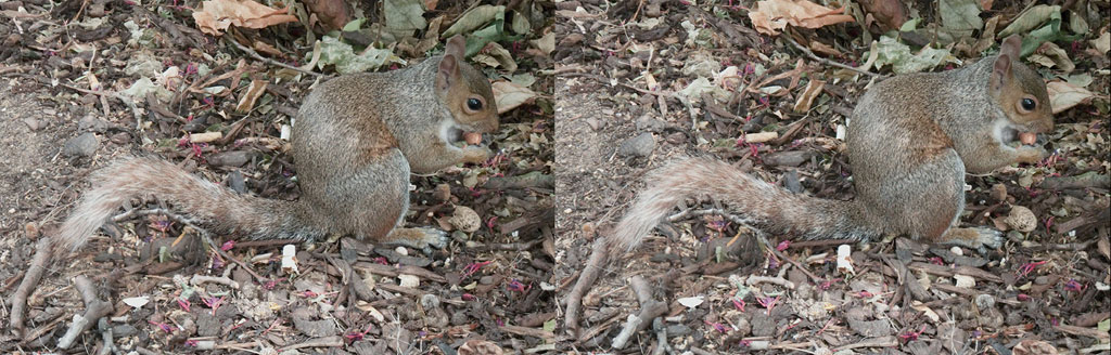 stereoscopies-LondonSquirrel