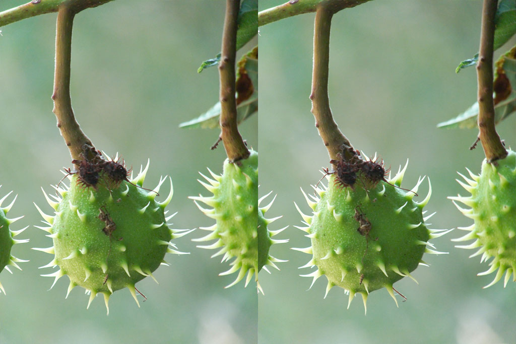 stereoscopies-boulesApics