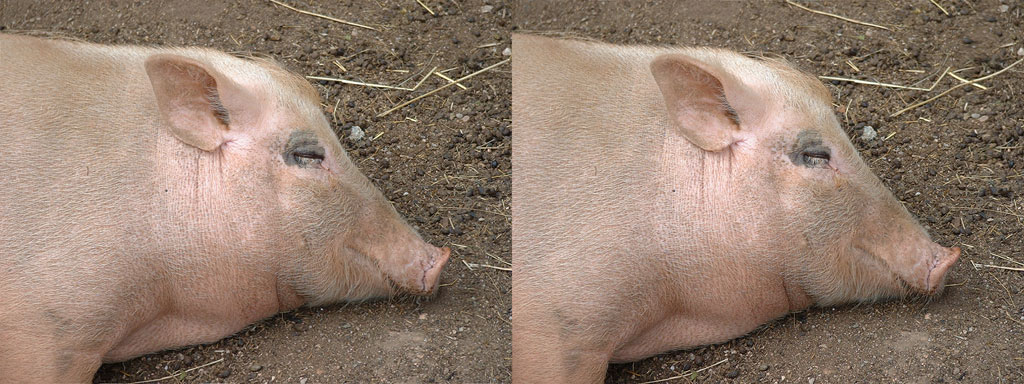 stereoscopies-cochonquisourit