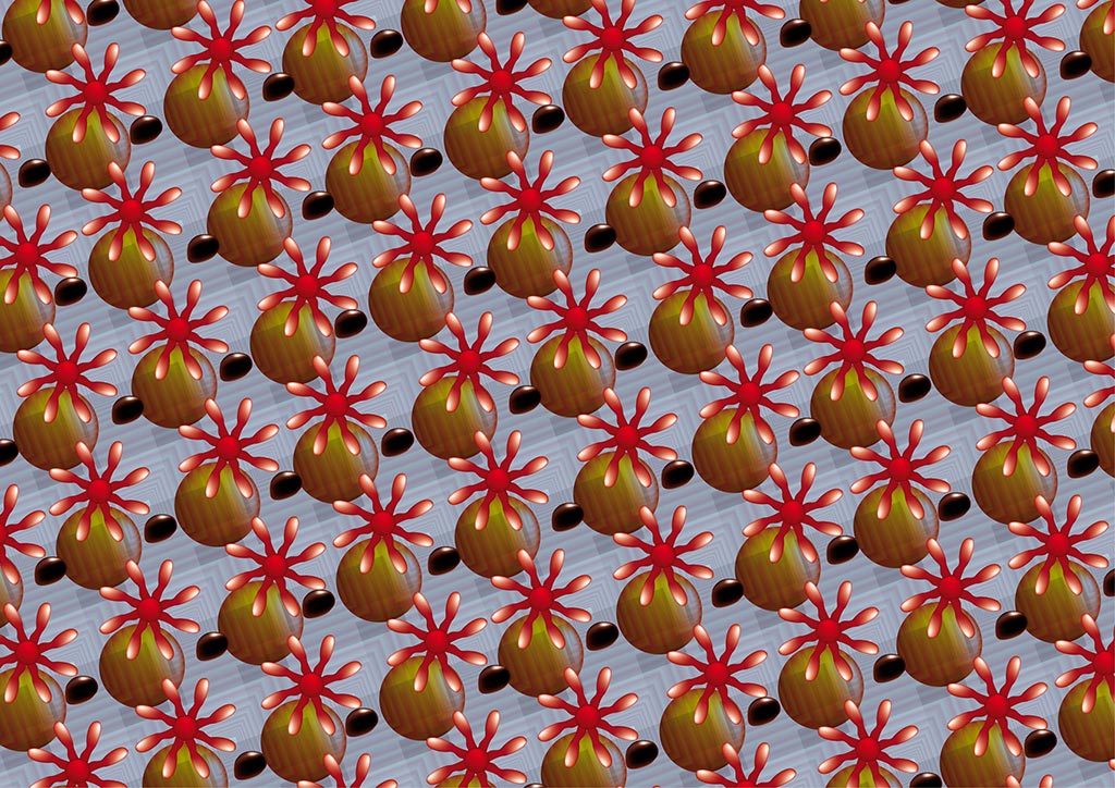 stereoscopies-fleursnoyaux