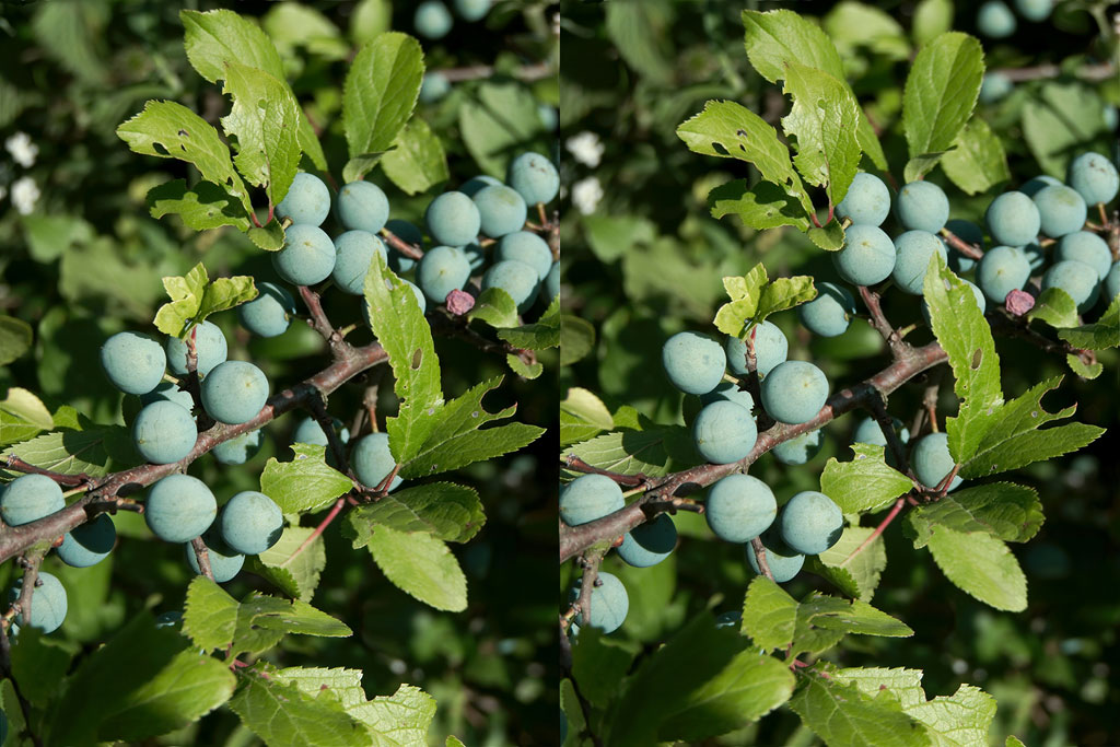 stereoscopies-fruitsBois