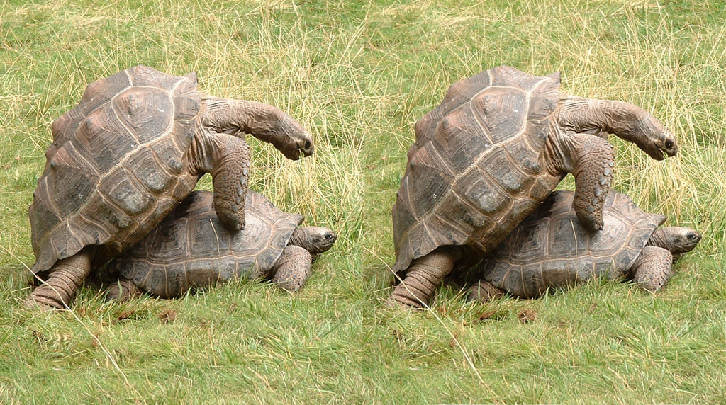 Jacques Raffin's stereoscopies