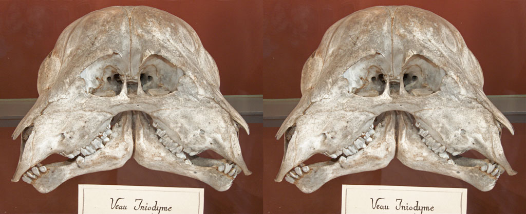 stereoscopies-veauIniodyme