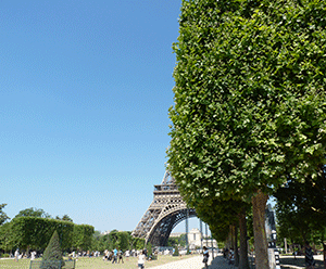 de gros fruits rouges