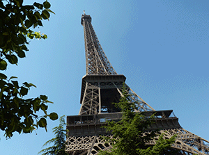 une tête d'ibis égyptien