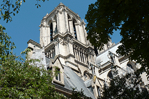 un beau poisson jaune