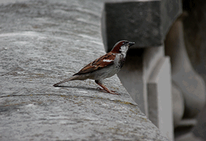 un pigeon roux et blanc