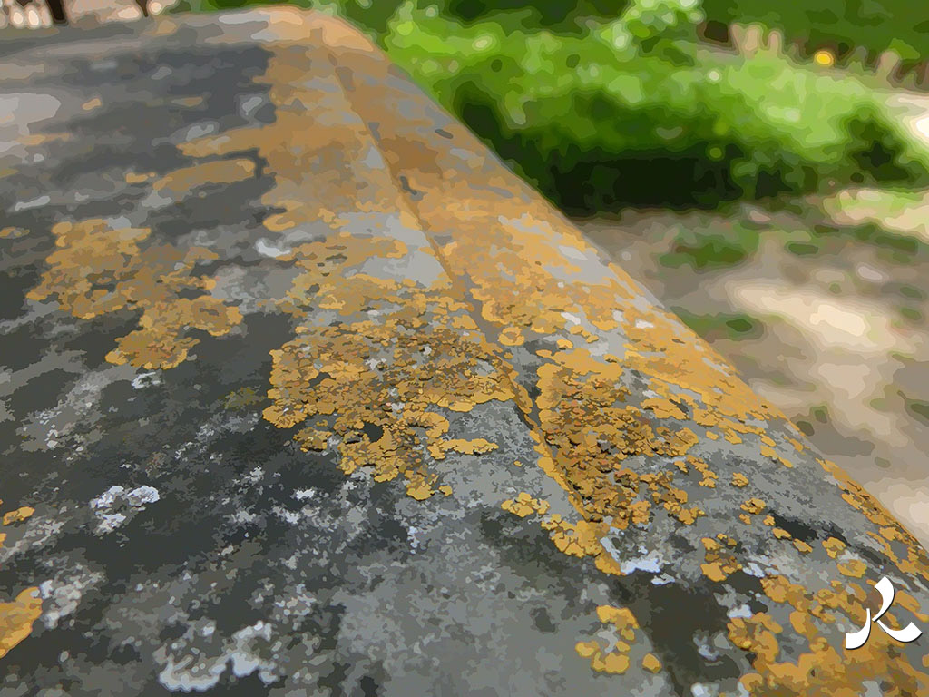 du lichen sur un banc
