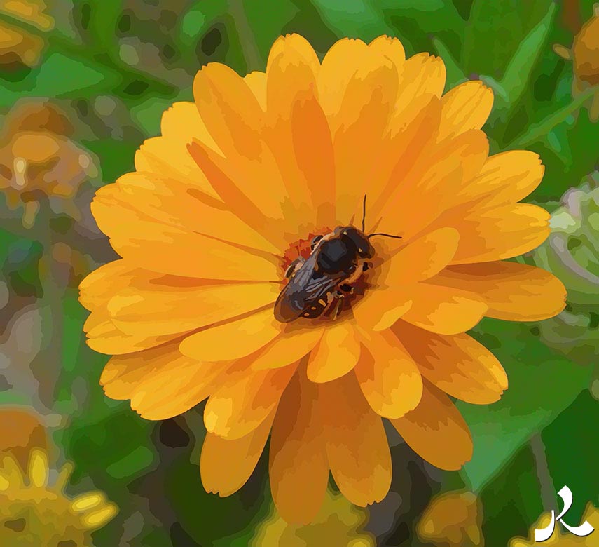 une abeille sur une fleur orange
