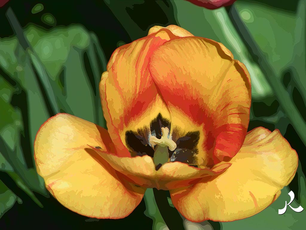 tulipe jaune