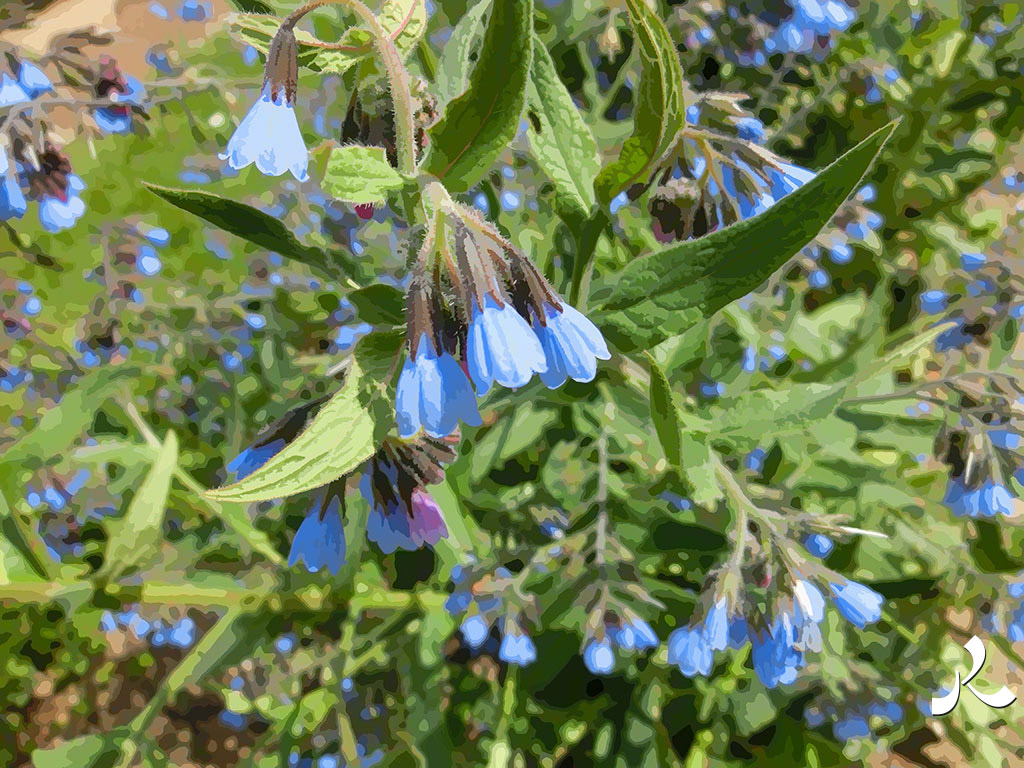 fleurs bleues en clochettes