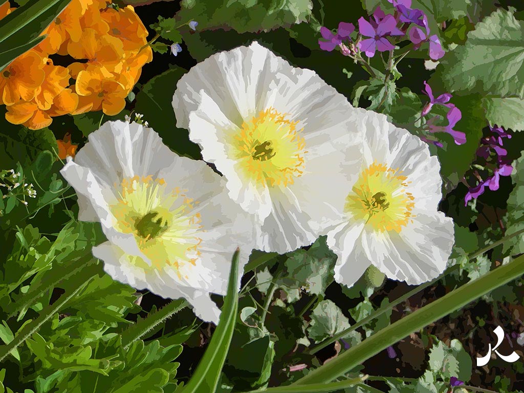 trois fleurs blanches