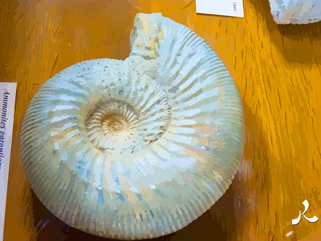 ammonite jolie…