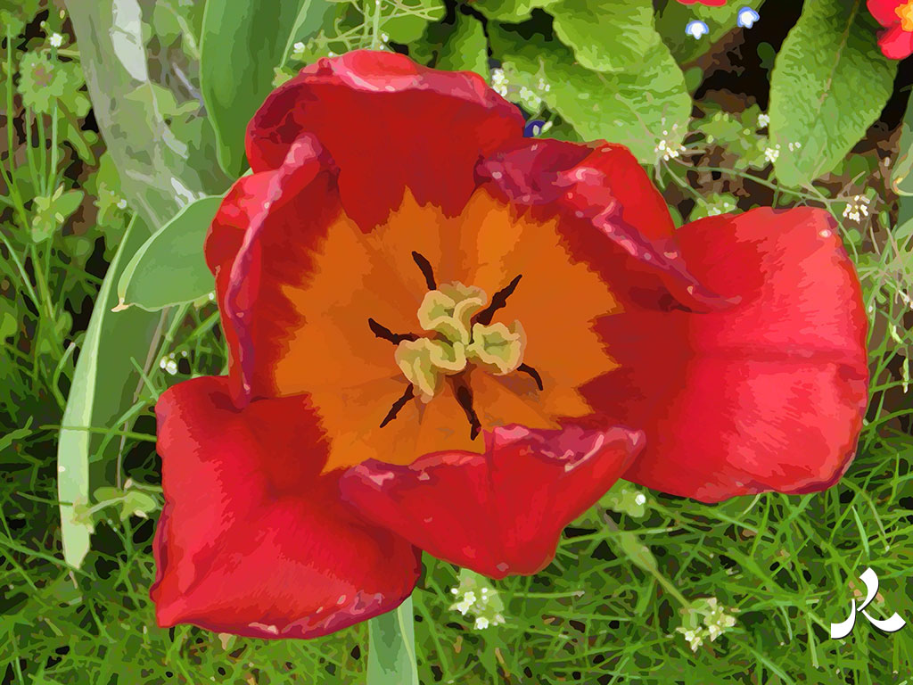 une tulipe ouverte