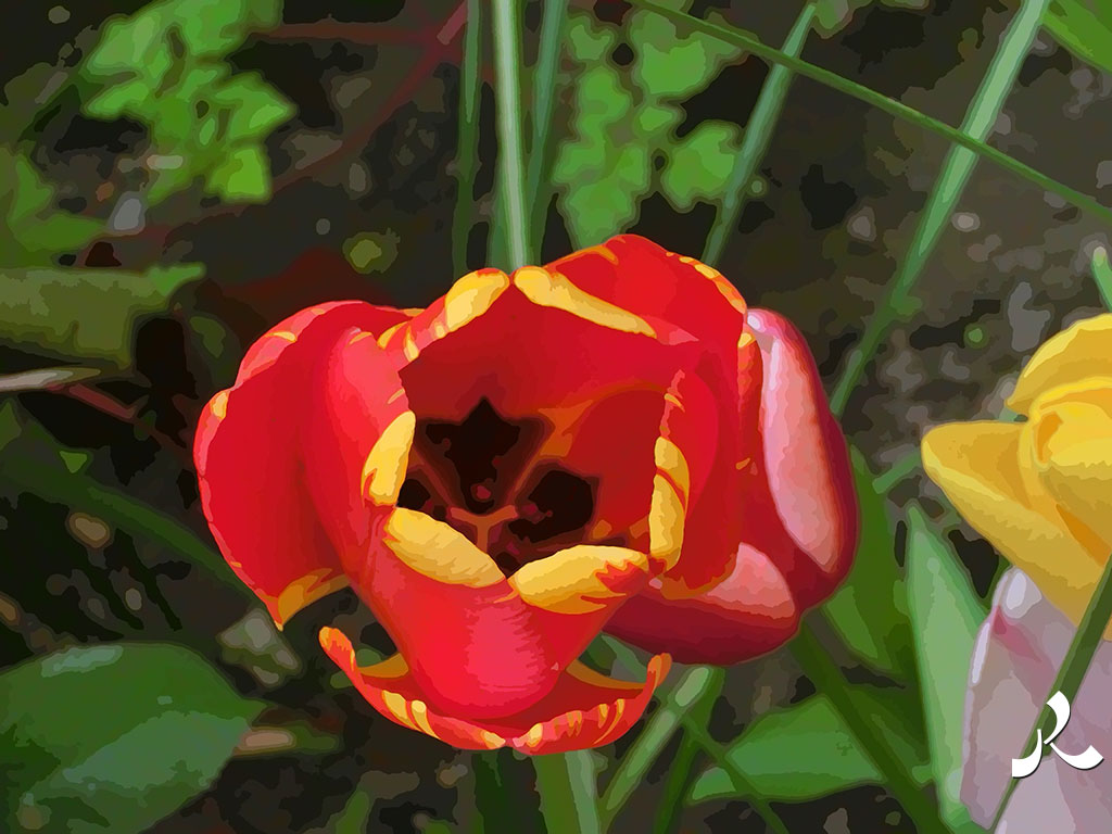 une tulipe rouge et jaune
