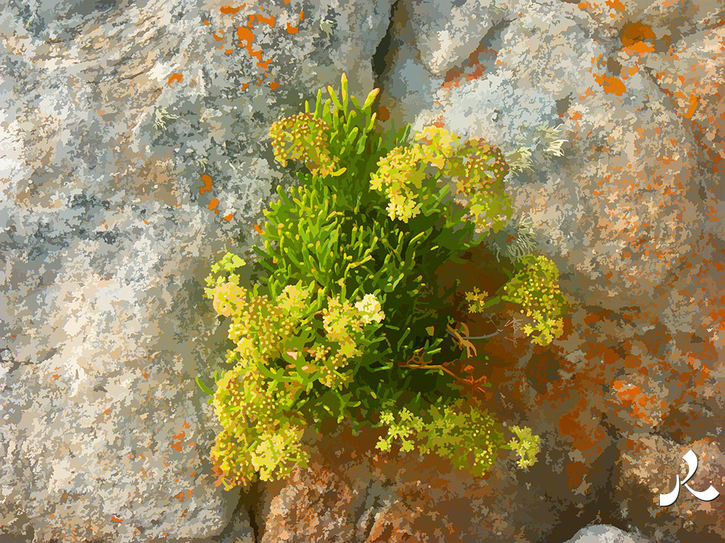des fleurs sur les rochers bretons