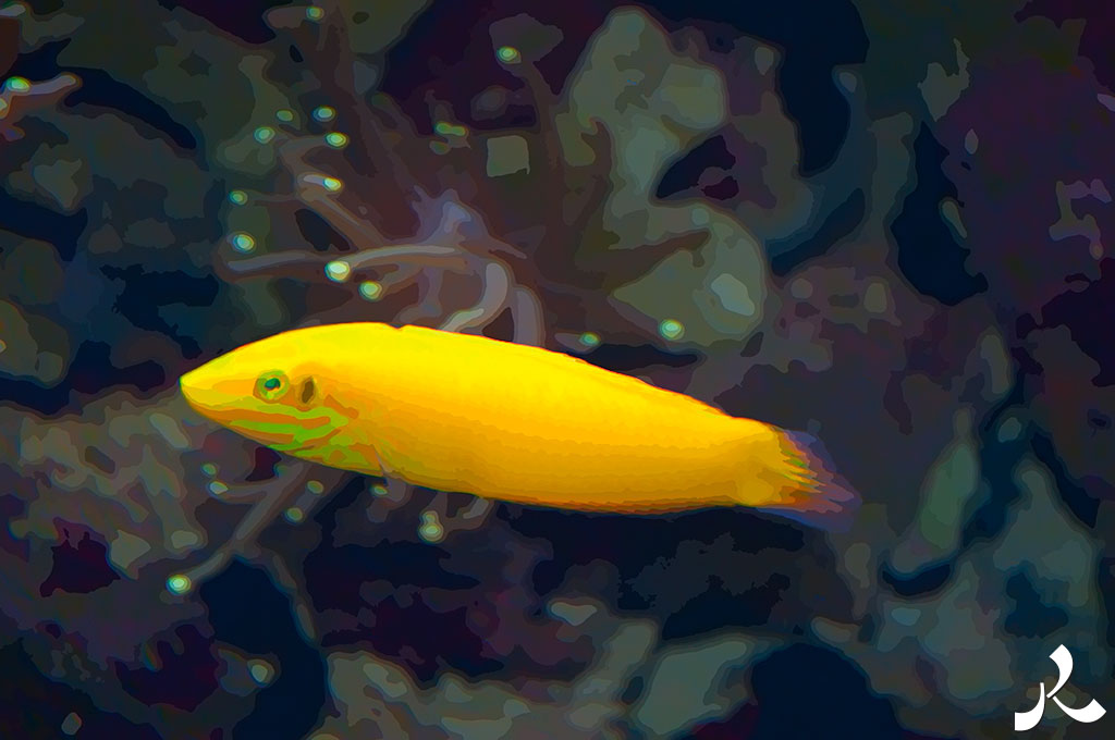 un poisson tout jaune