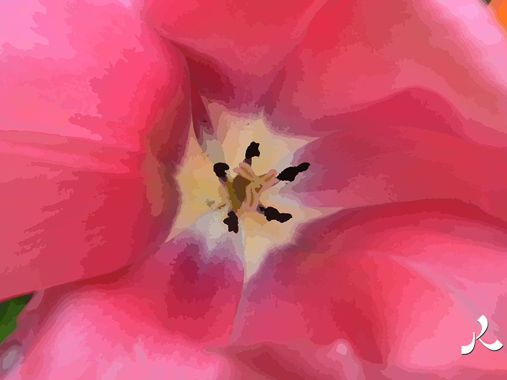 tulipe rose