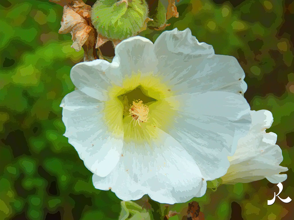une superbe fleur blanche