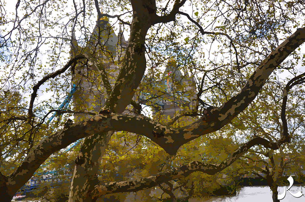 Tower Bridge au travers des arbres