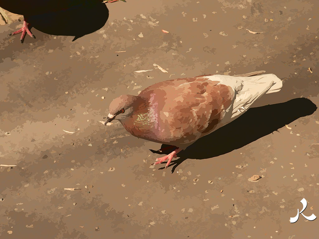 un pigeon roux et blanc