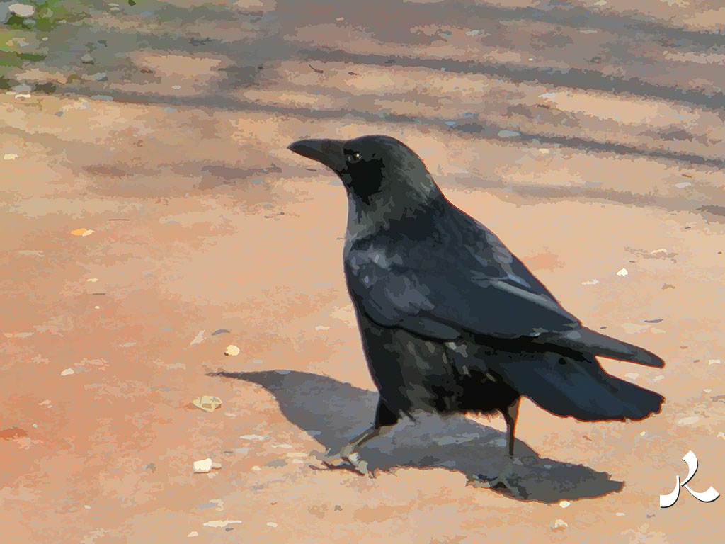 un corbeau parisien