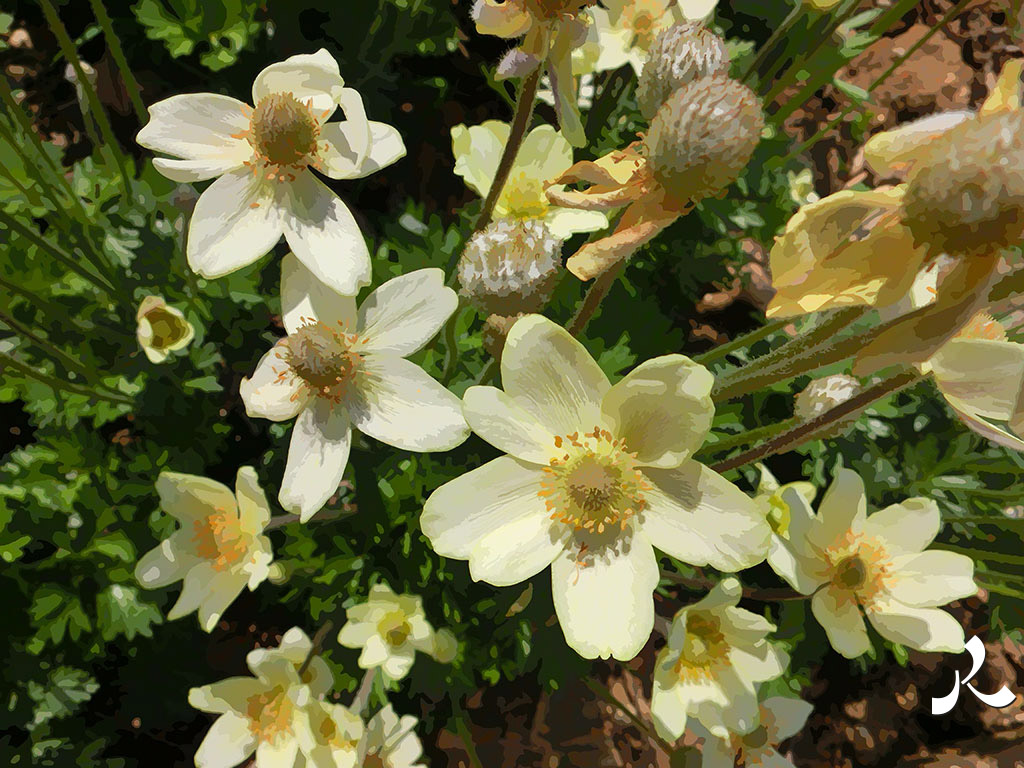 fleurs blanches à 5 pétales