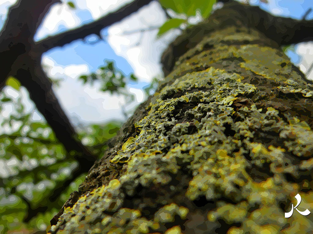 du lichen sur un arbre