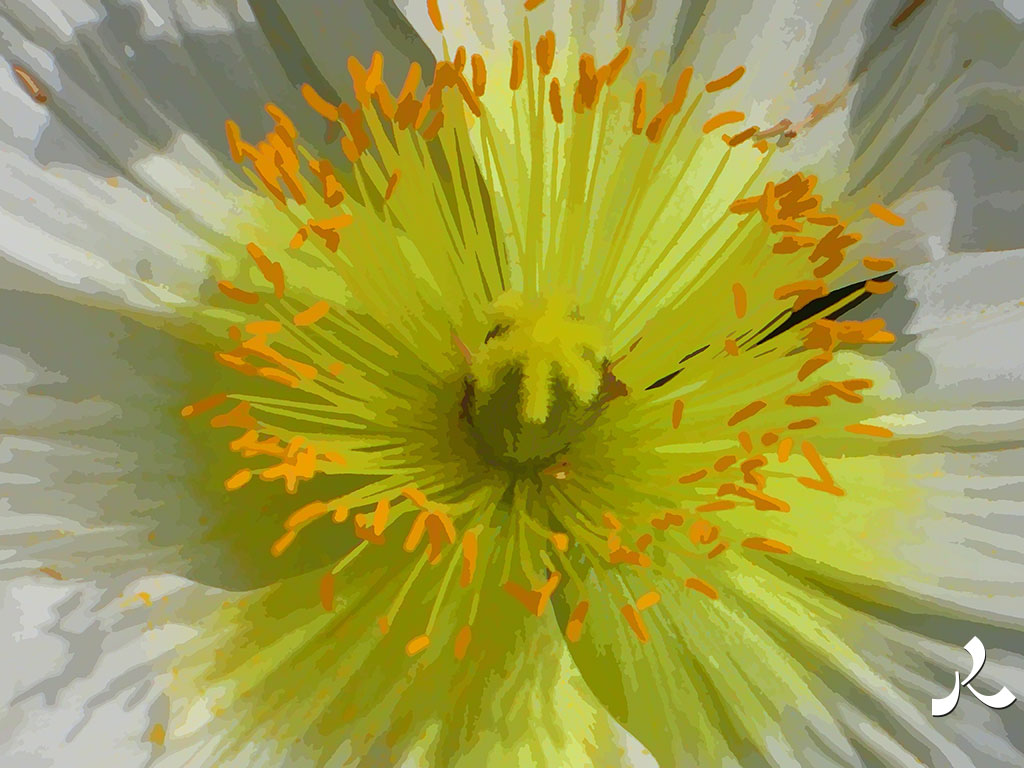 cœur de fleur blanche