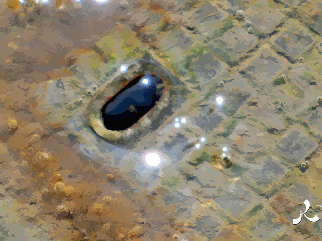 l'eau remonte de l'égout