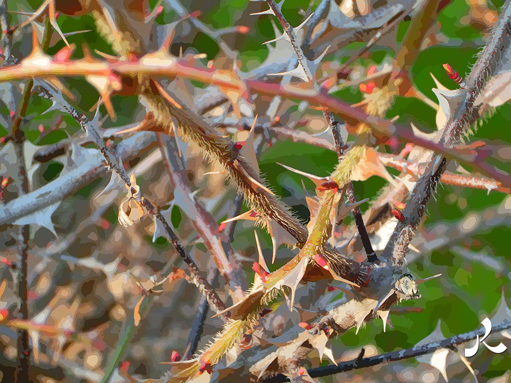 des branches épineuses