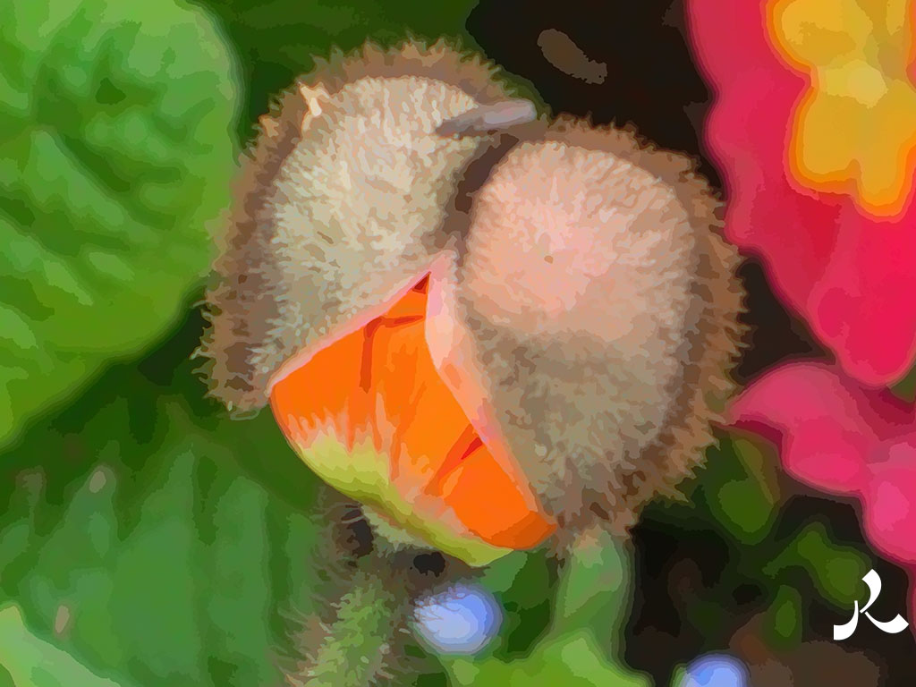 naissance d'une fleur