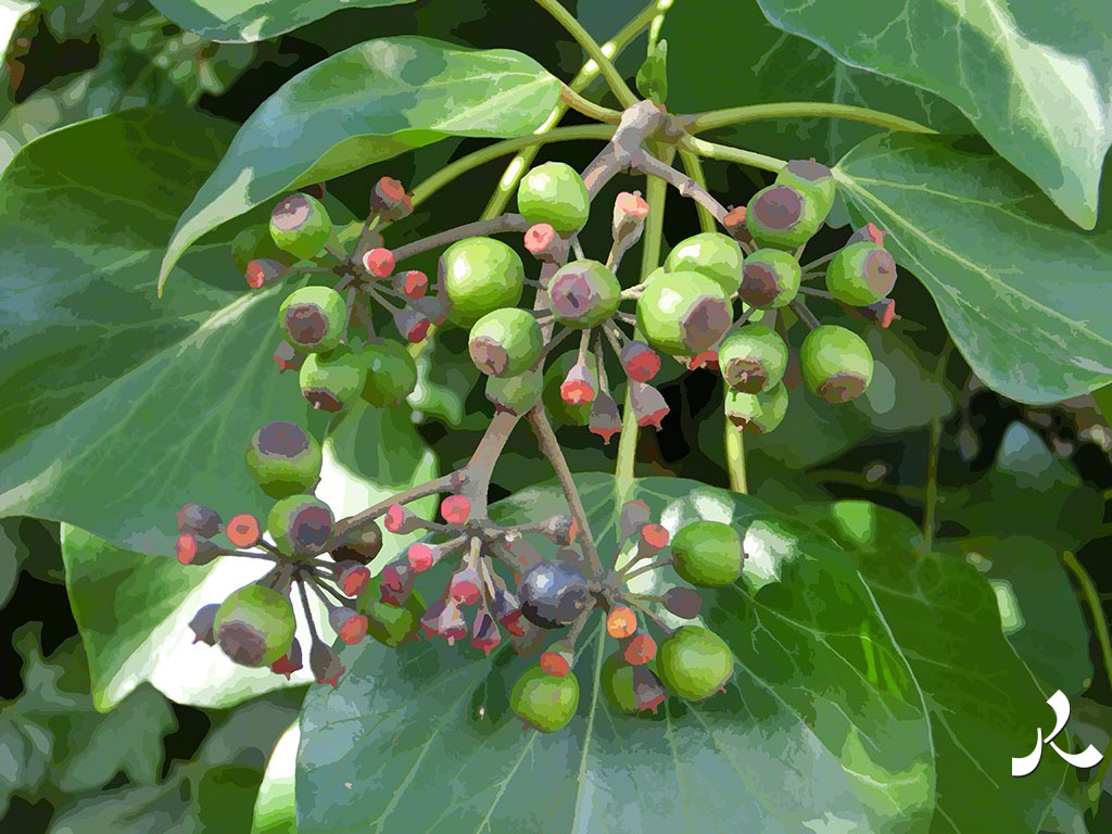 boules dans l'arbre