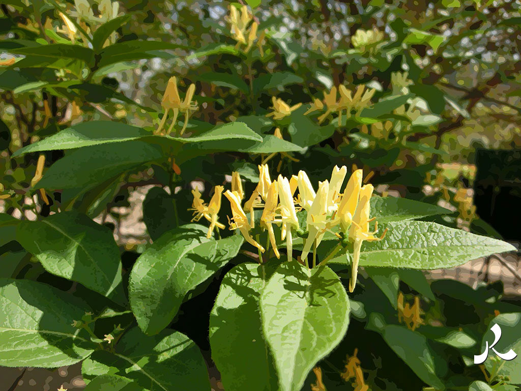 petites fleurs jaunes dressées