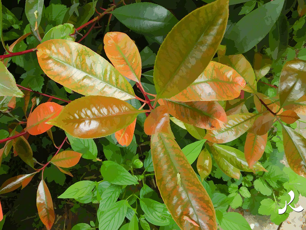 belles feuilles bicolores