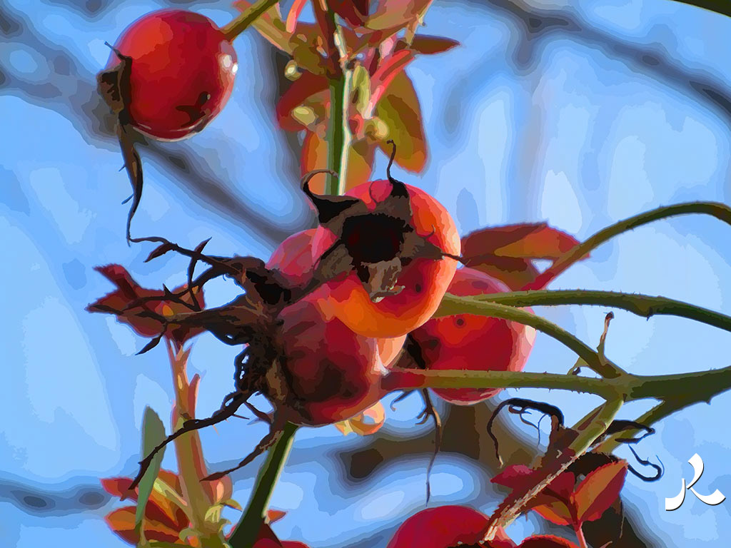 boules rouges dans les arbres