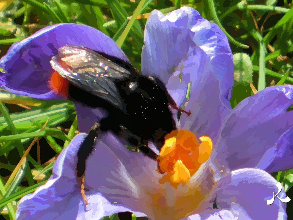 bourdon sur crocus
