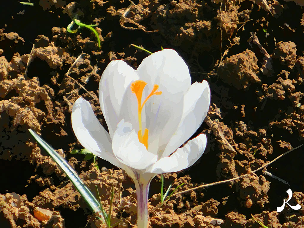 crocus blanc
