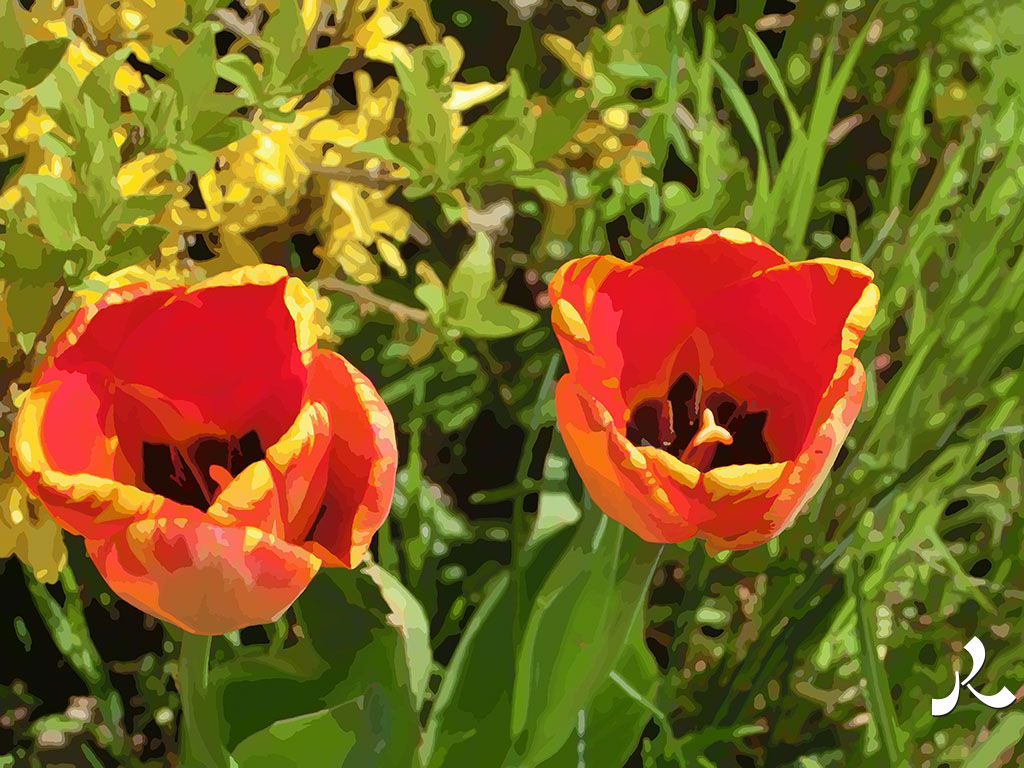 deux tulipes de plus