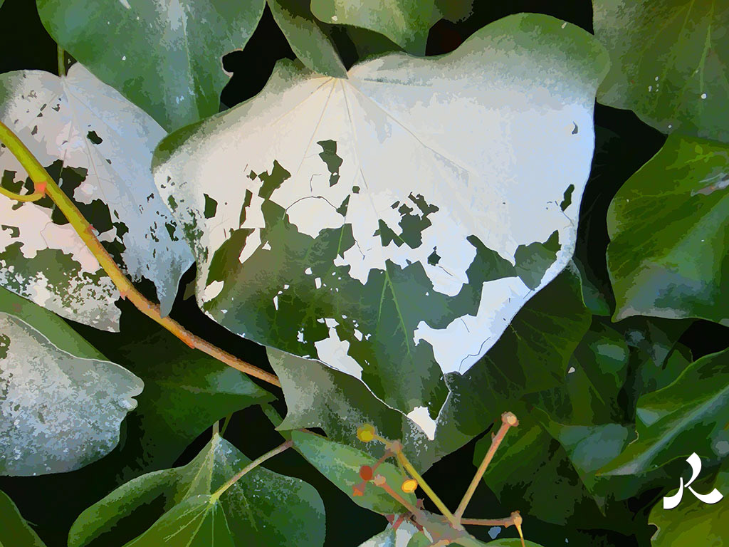 de la peinture sur lierre