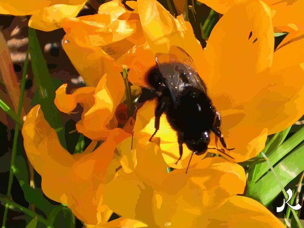 encore un gros bourdon