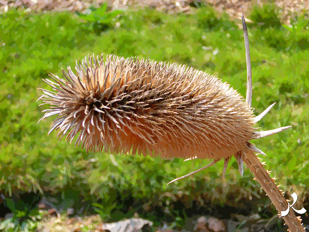 cardère et c'est tout