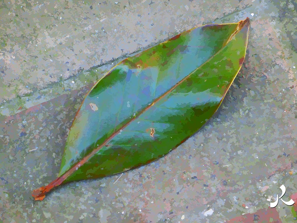 une feuille sur le sol