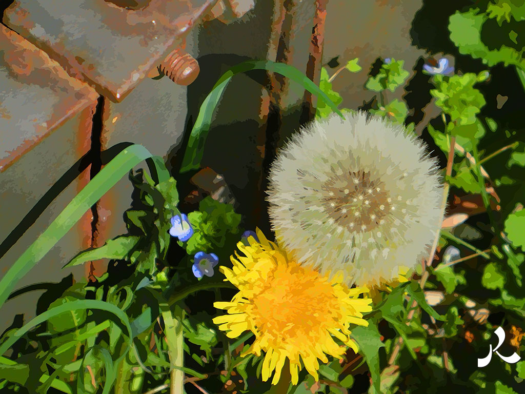 pissenlits sous deux formes