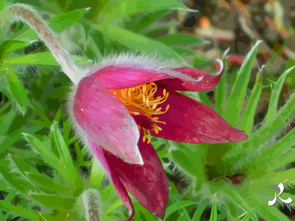 gueule de fleur grenat