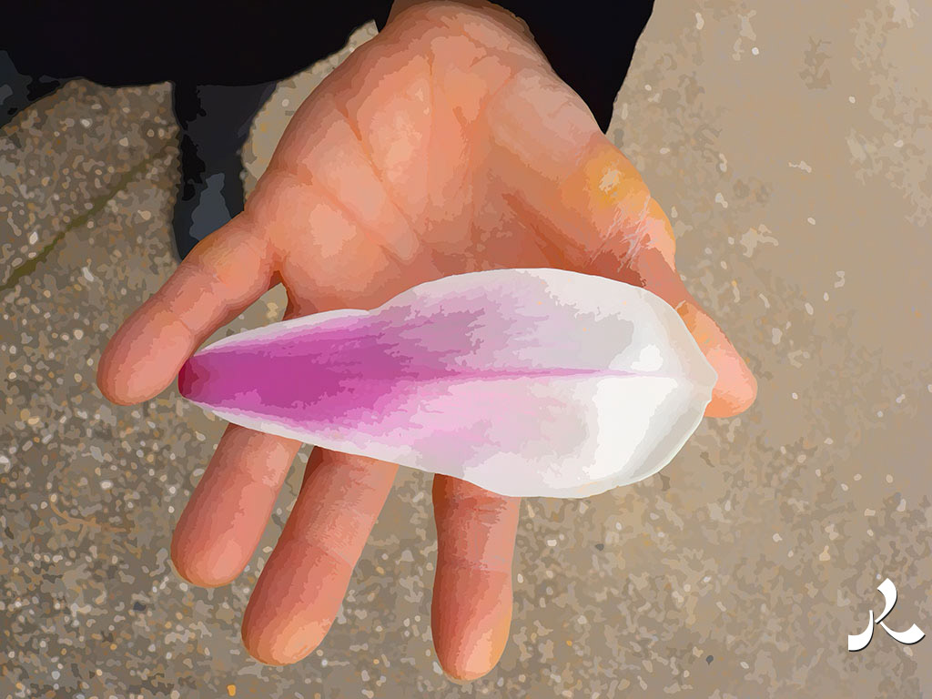 une main, un pétale