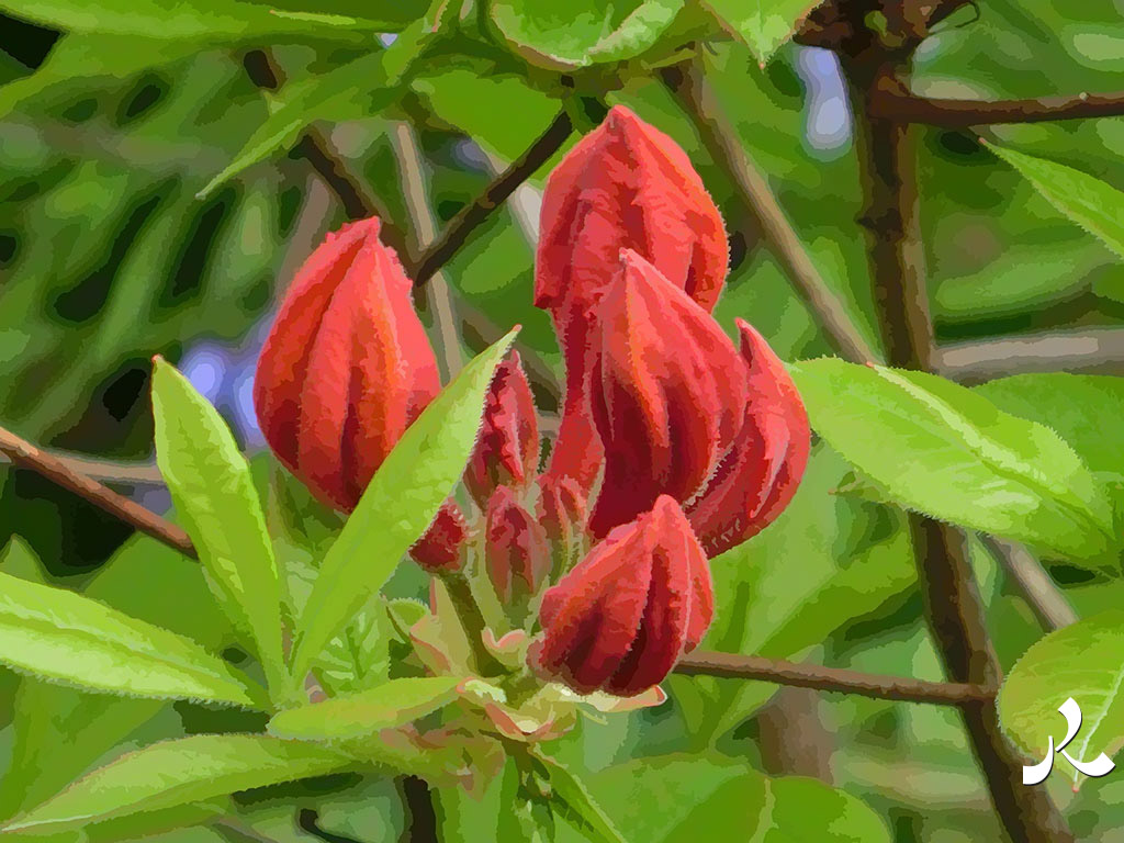 boutons de fleurs rouges