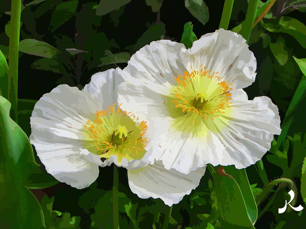deux fleurs blanches
